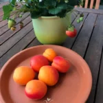 Albaricoques y Fresas