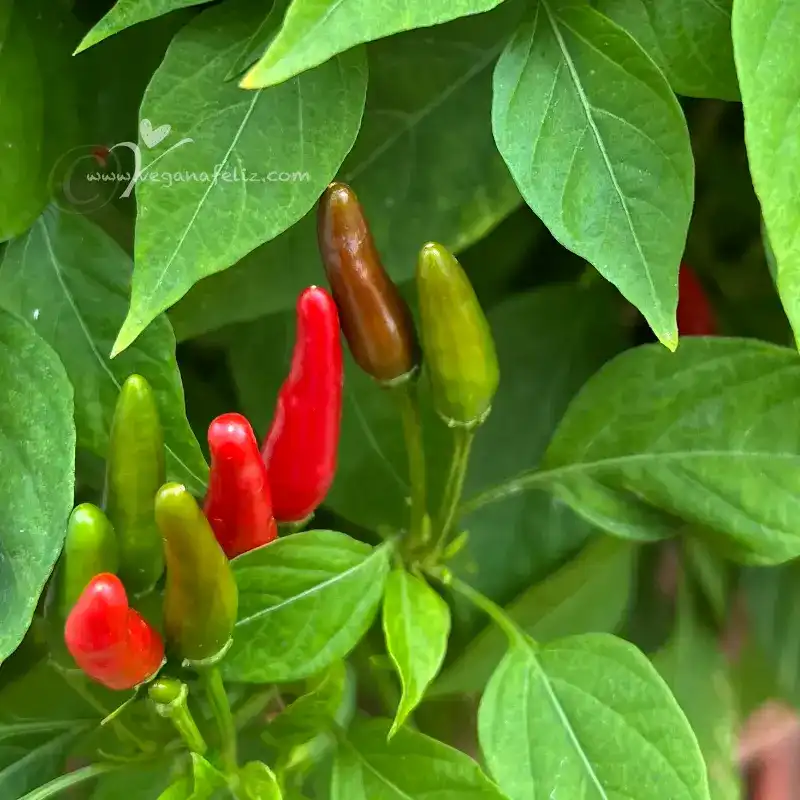 Chiles frutos verdes rojos