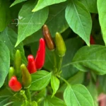 planta-chile-maceta-frutos-verdes-rojos